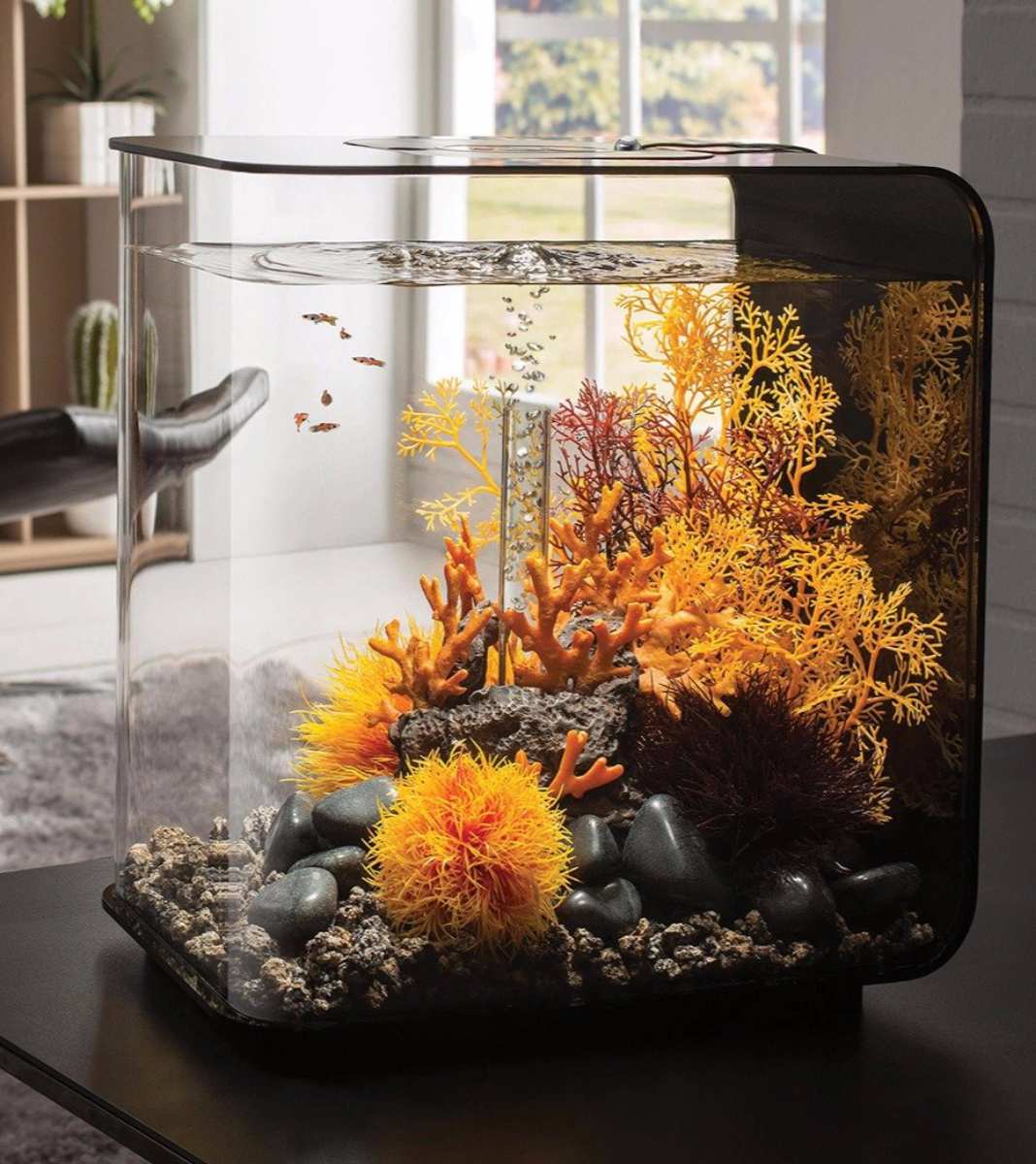 fish tank